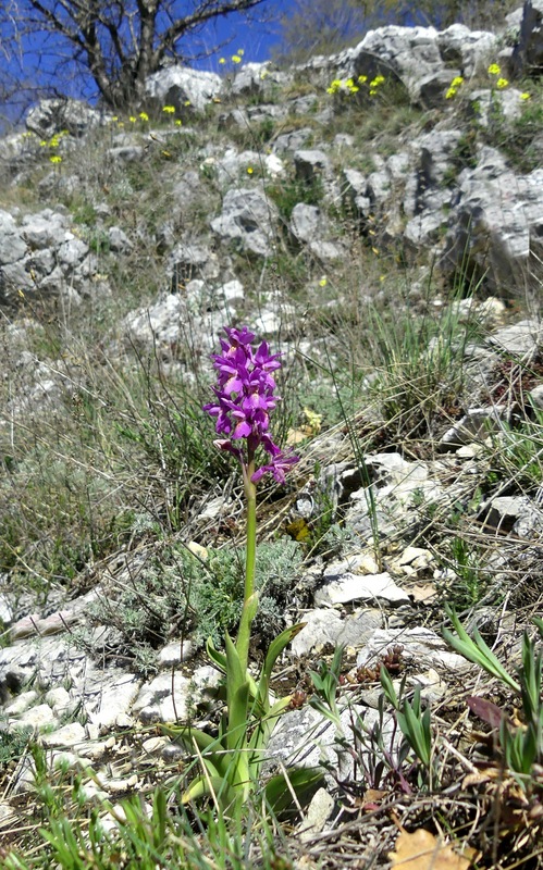 Marsica 2022, Monte Girifalco e Monte Arunzo  Le orchidee e la storia.